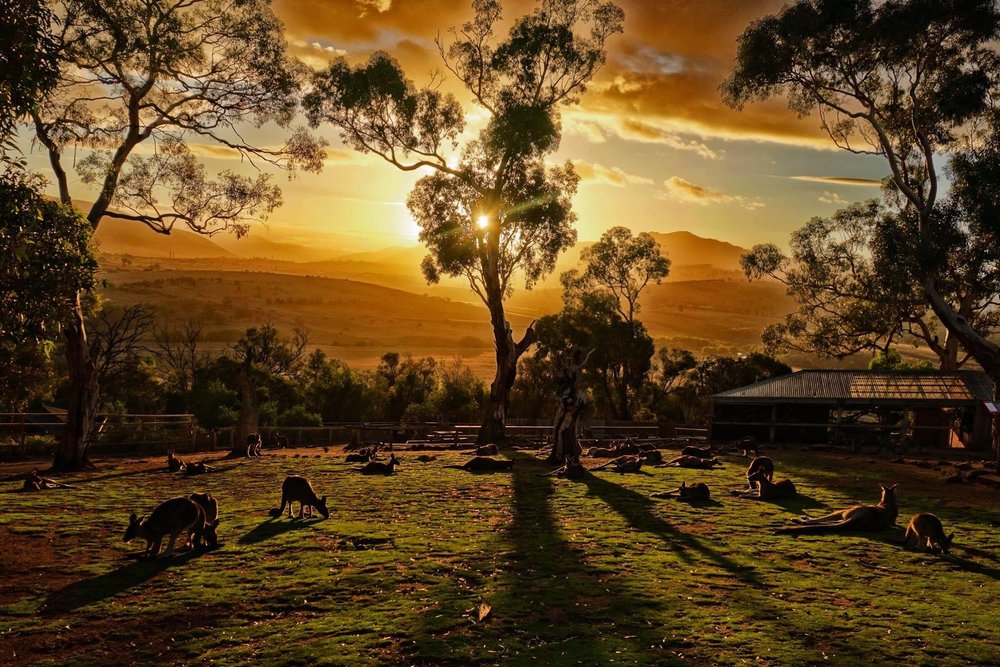 Friends of Bonorong