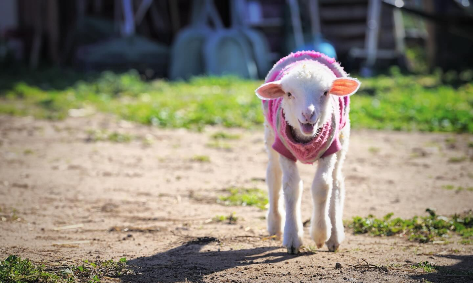 Freedom Hill Sanctuary