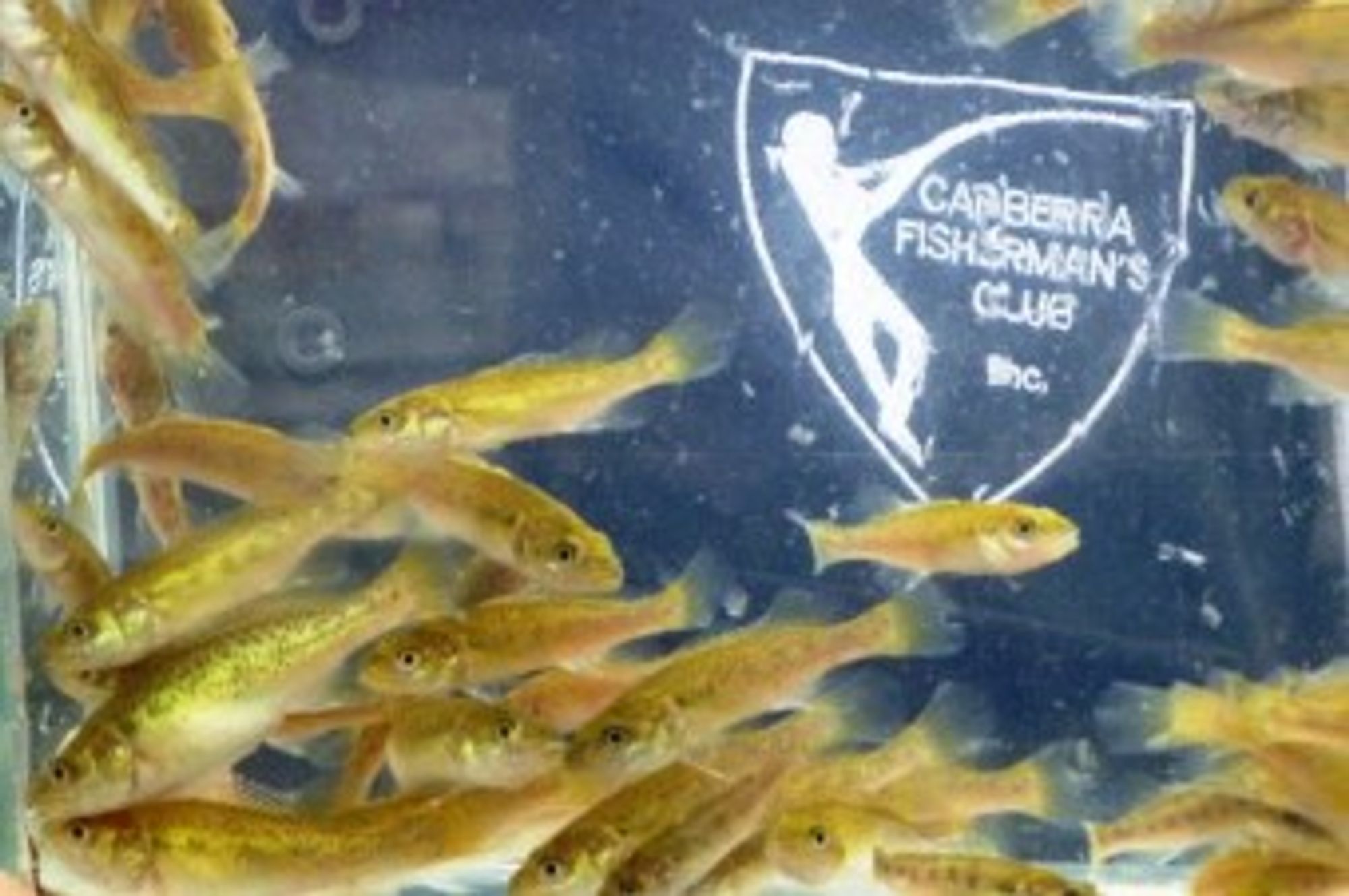 Australia Fish Raffle RaffleTix | Raffles by Canberra Fishermans Club Incorporated