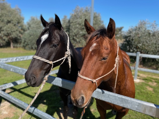 Remount Limited