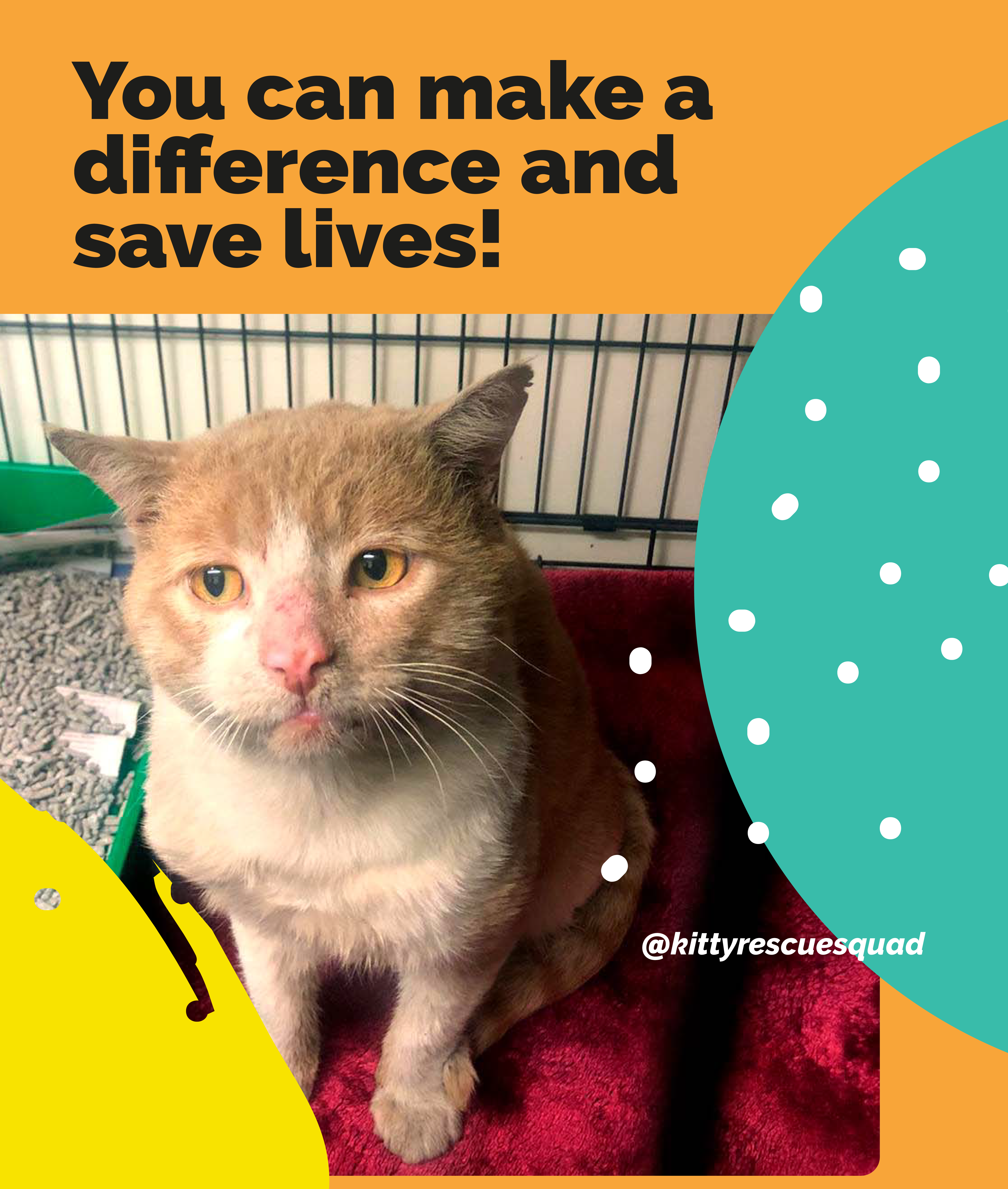 Kitty Rescue Squad Aus Inc