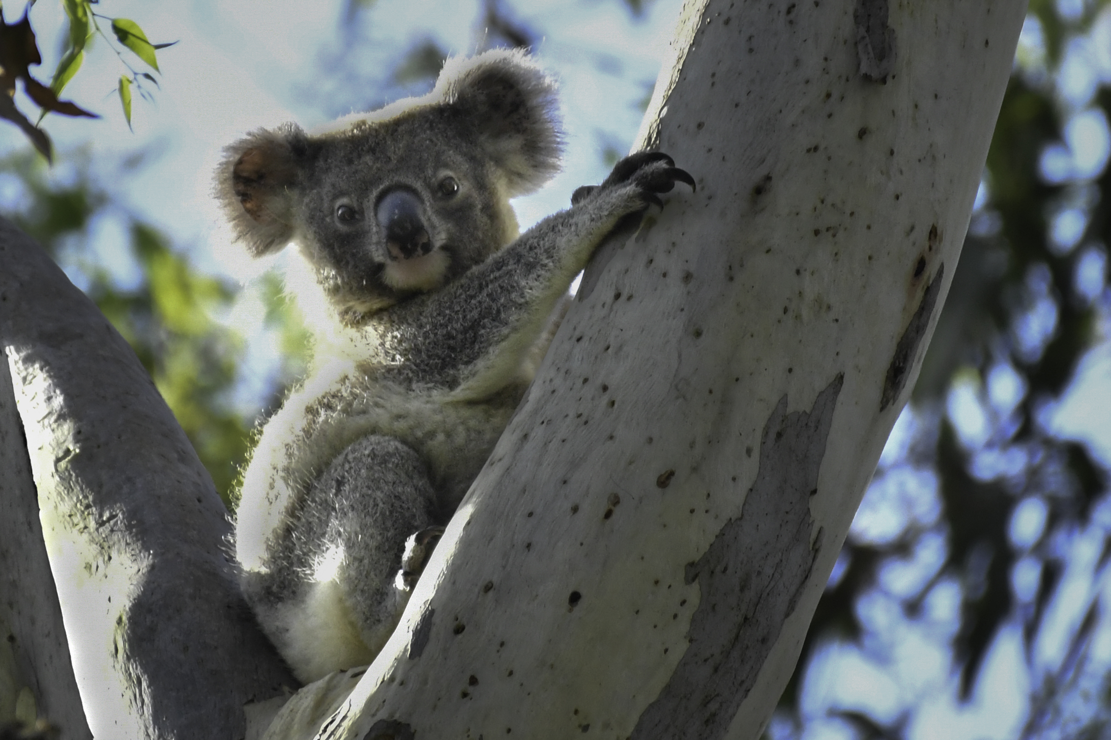 Queensland Koala Crusaders