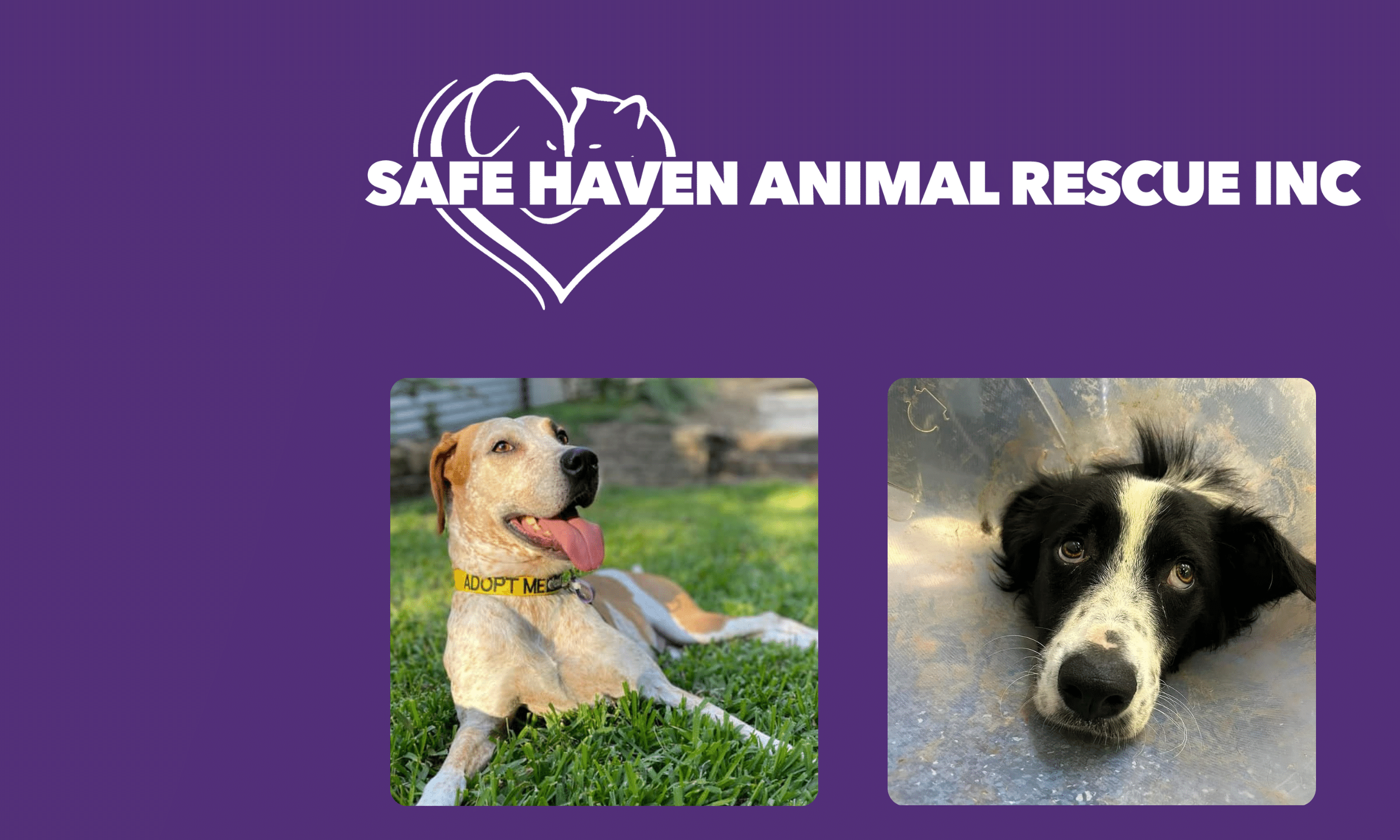 Safe Haven Animal Rescue Inc
