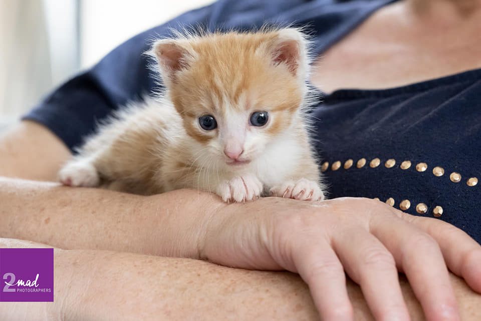 Hills Cat Rescue