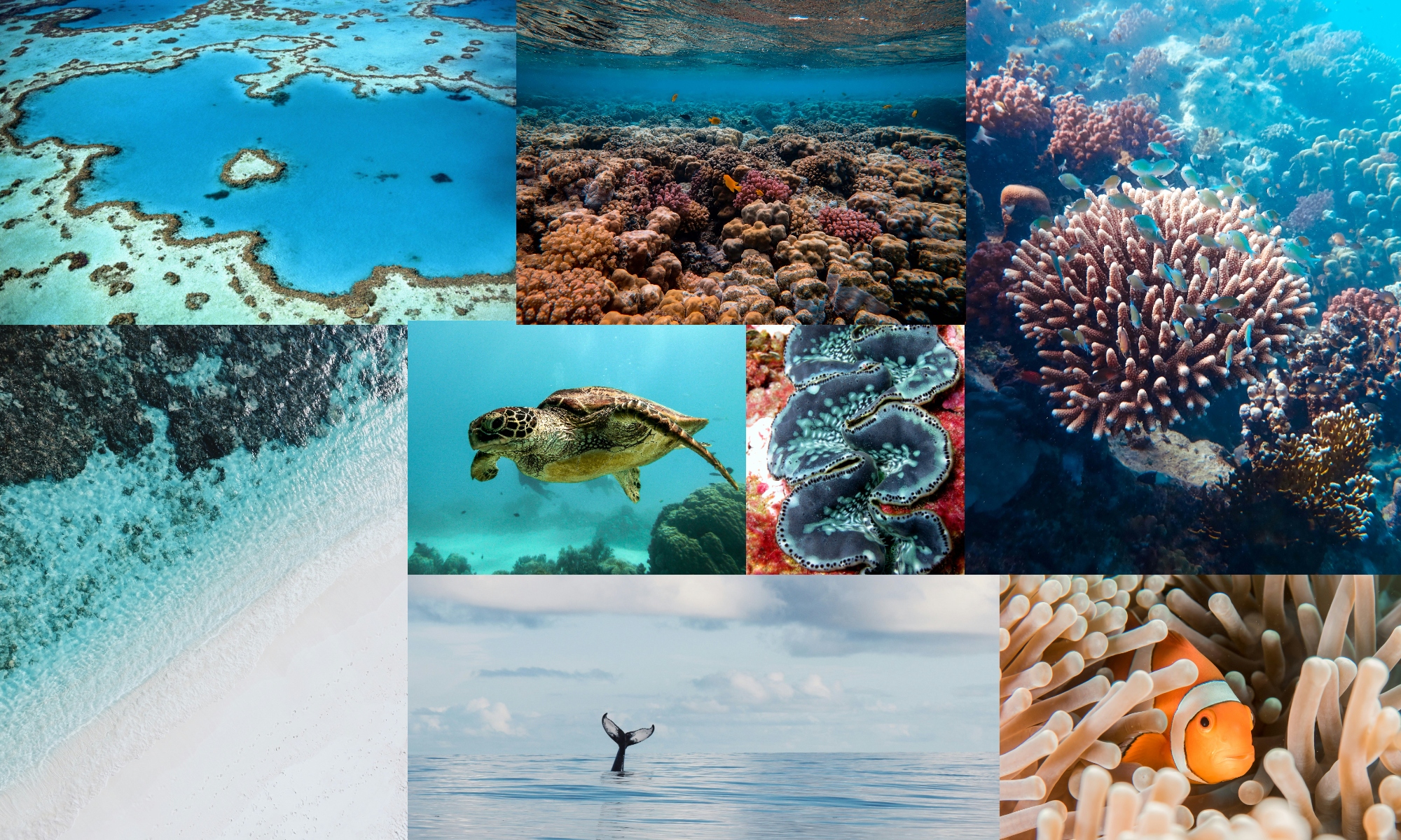 Whitsunday Marine Conservation Inc.