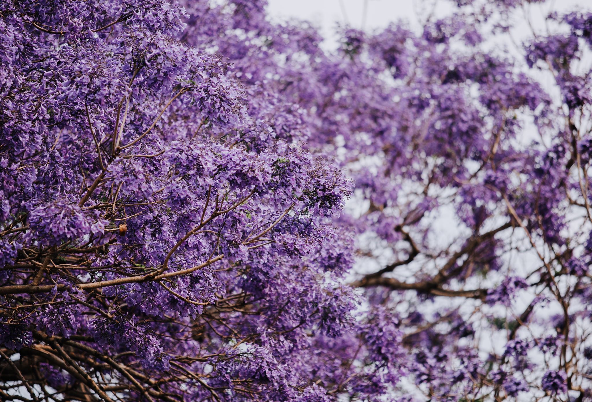 Grafton Jacaranda Festival Inc