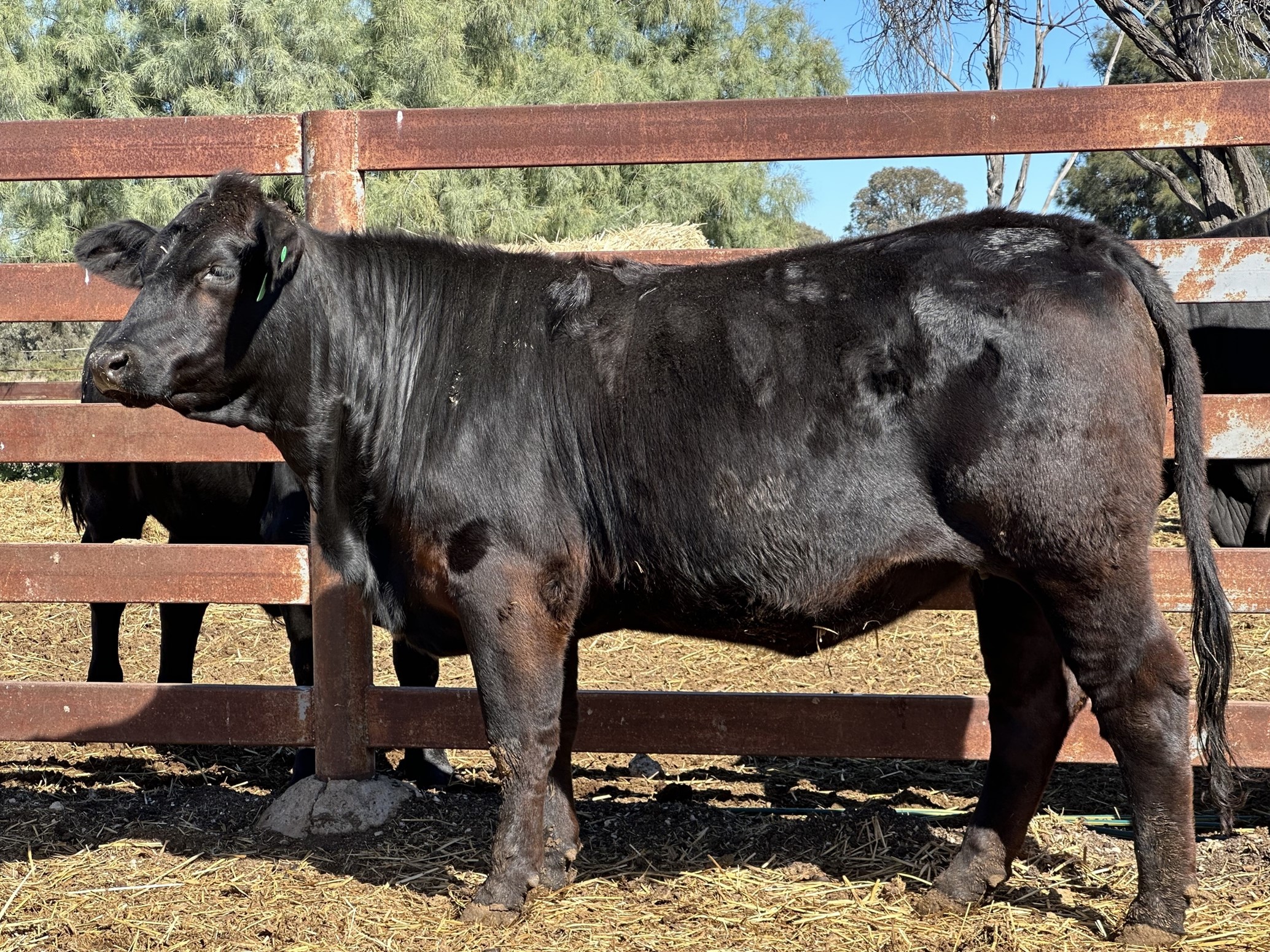 Australian Brangus Cattle Association - Youth Consultative Committee