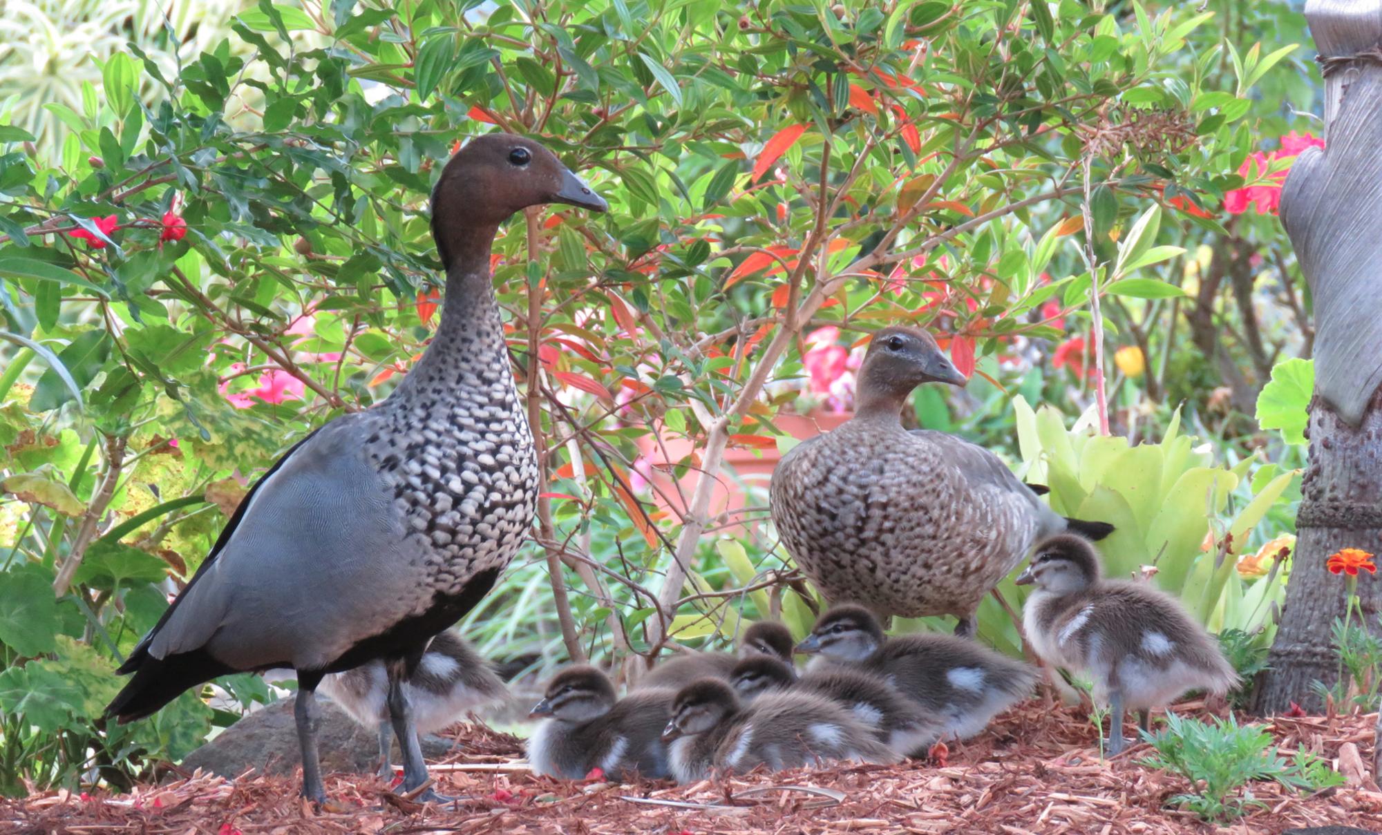 Protect Our Native Ducks Inc