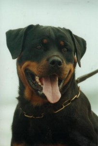 Northern Districts Rottweiler Club of NSW Inc.
