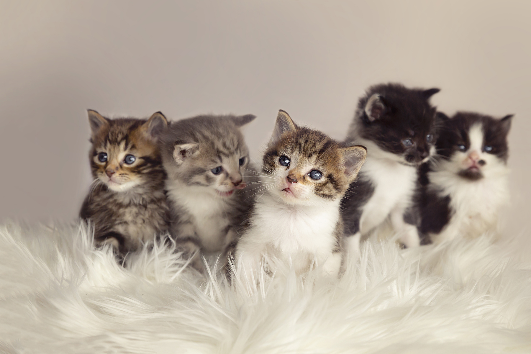 Adelaide Kitten Rescue Incorporated