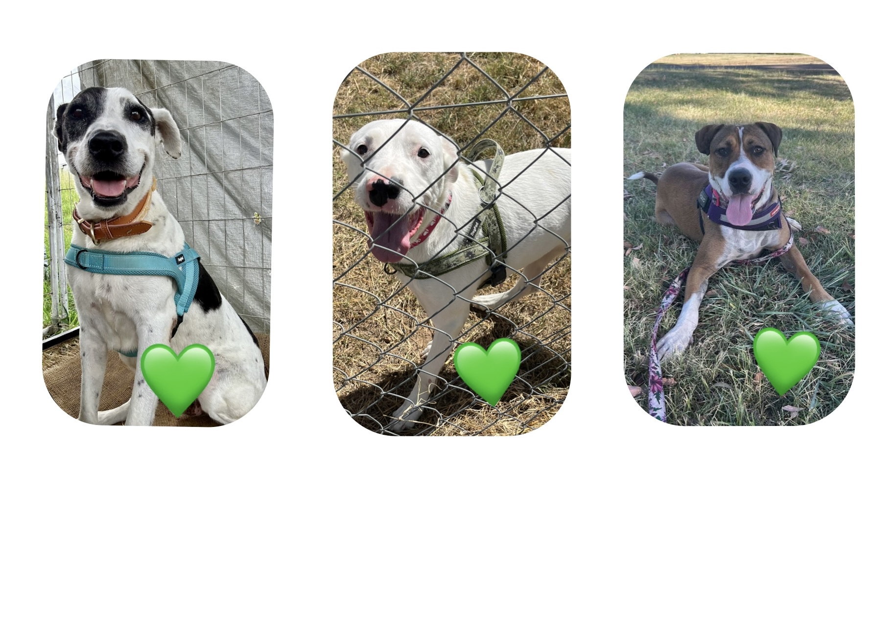 Brave Companion Dog Rescue Inc