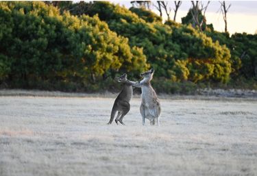 Eastern Grey Kangaroo Photograph - Hero Image