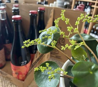 Biodynamic Organic Wine Hamper - Hero Image