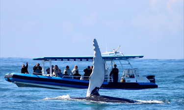 Newcastle Whale Encounter Tour - Hero Image