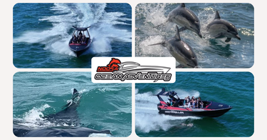 Unforgettable 90-minute Dolphin Tour for Two - Hero Image