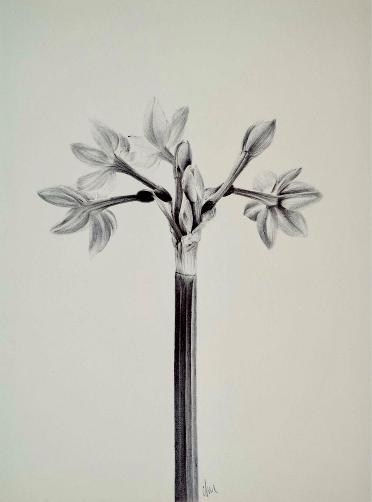Freya Maclaren - Pen and Ink Artist - Hero image