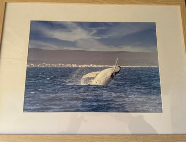 Framed Picture of a Whale Donated by Peter Dore - Hero Image