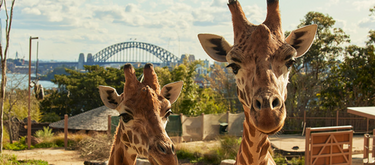 Taronga Zoo Family Pass - Hero Image