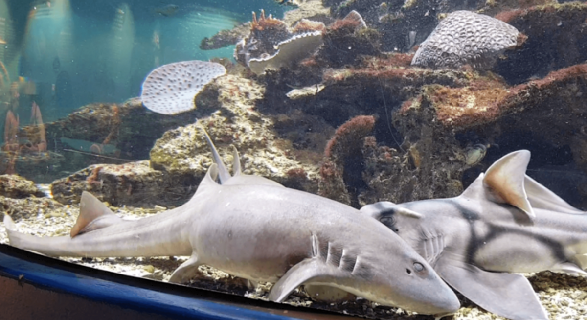 Dolphin Discovery Centre - Family Day Pass - Hero image