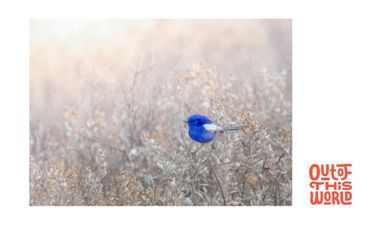 Original artwork - print of nature photography finalist - Hero Image