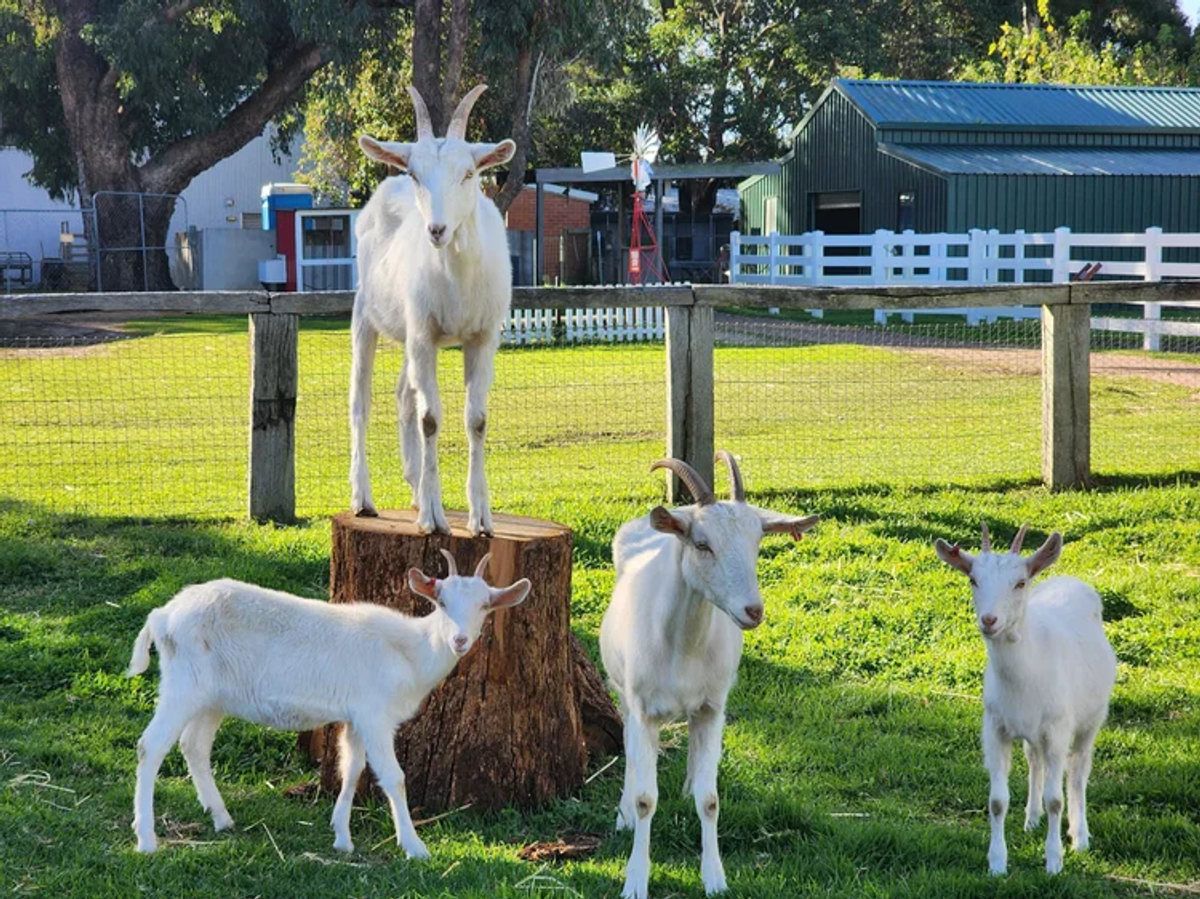 Landsdale Farm Family Experience - Hero image