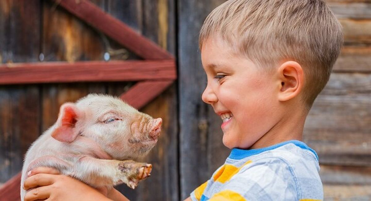 Swan Valley Cuddly Animal Farm Family Pass 1 - Hero image