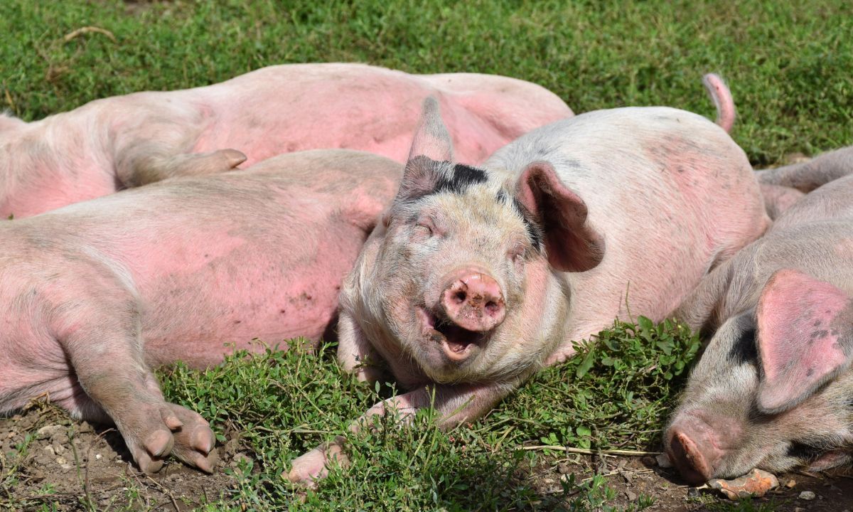 Farmstay Retreat Weekend – A Stay Amongst Rescued Animals - Hero image