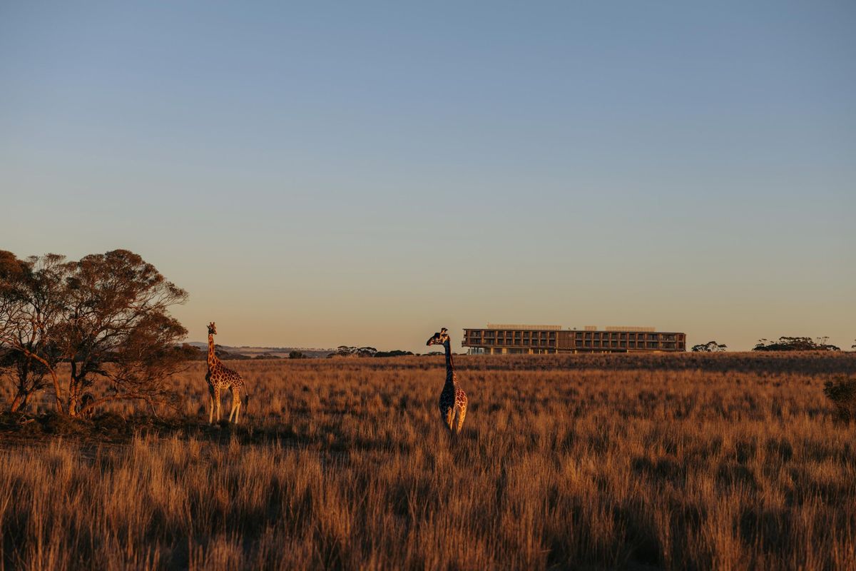 3 Night Stay at Monarto Safari Resort in South Australia - Hero image