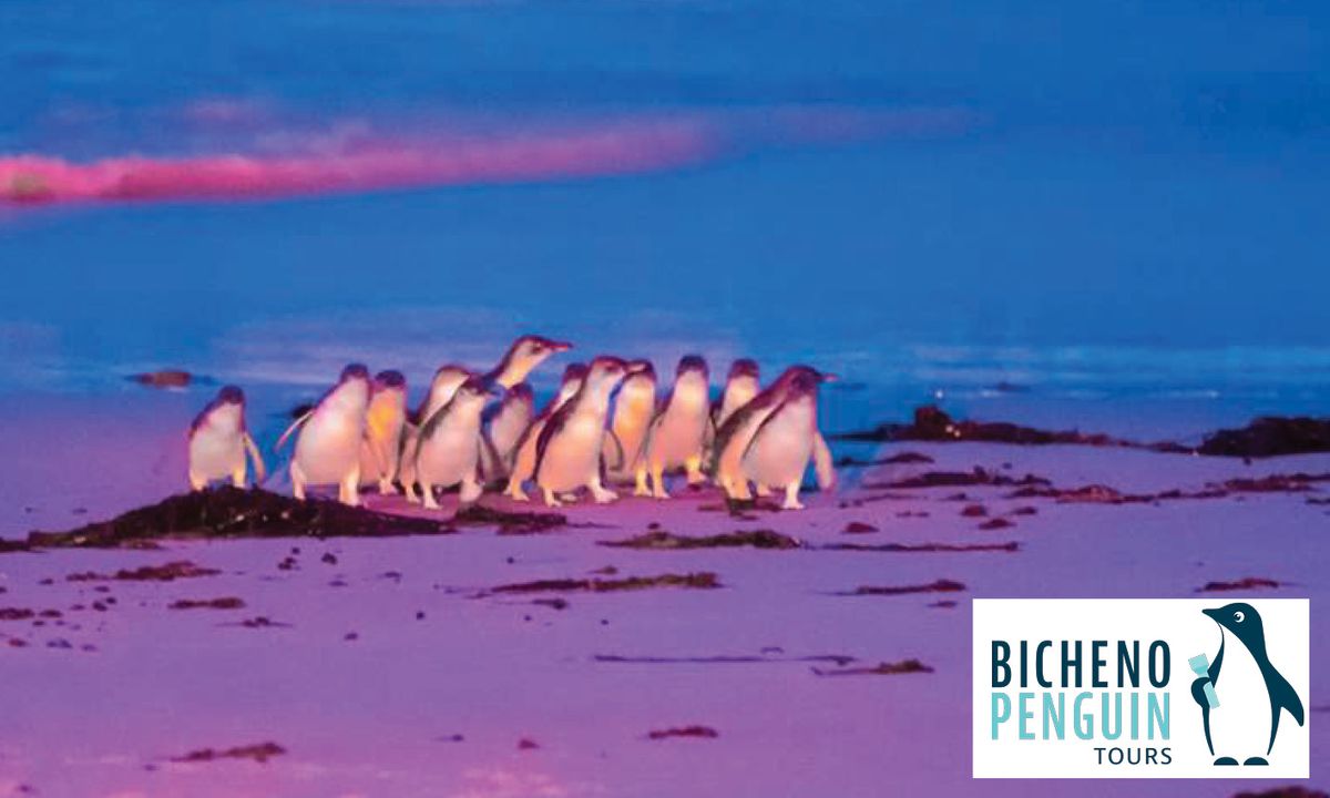 Bicheno Penguin Tour for 2 adults + 2 children - Hero image