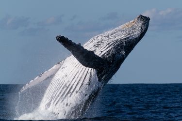 Whale Watching Experience for 2 - Ballina Byron Marine Adventures - Hero Image