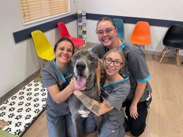 Ballina Coast Vet Vaccination & General Health Check - Hero Image
