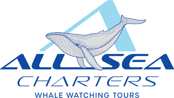 Allsea Charters Whale Watching