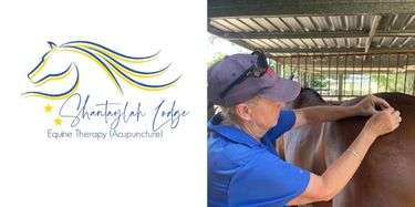 Shantaylah Lodge Equine Therapy - Acupuncture Voucher - Hero Image