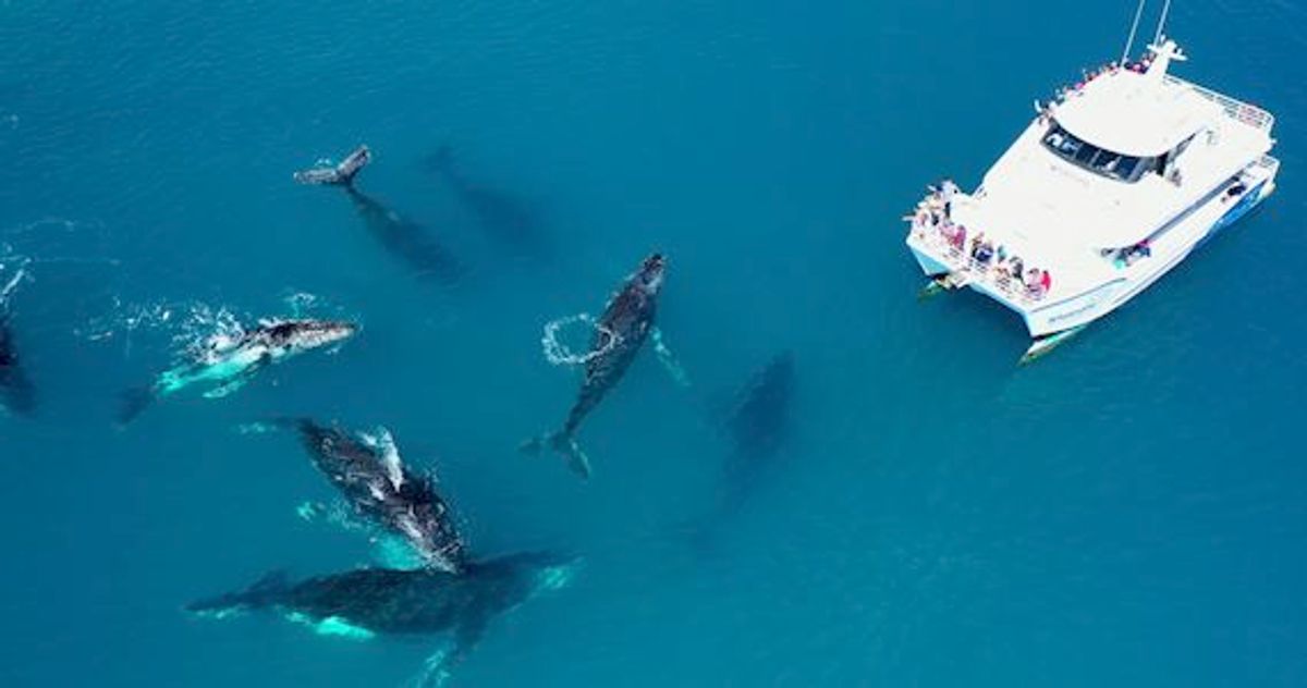 Whalesong Whale Watching Cruise for a Family (2 Adults & 2 Child) Departing Hervey Bay - Hero image