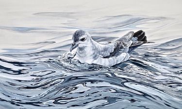 Katherine Cooper framed limited edition print - "Ocean Dancer IV - Southern Fairy Prion" - Hero Image