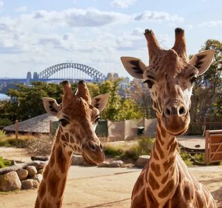Taronga Zoo - Family Pass - Hero Image