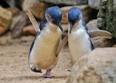 Featherdale Sydney Wildlife Park - Family Pass - Hero Image