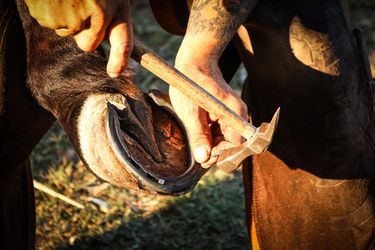 FULL SHOEING SERVICE - BRYCE DAVIDSON FARRIER SERVICES - Hero Image