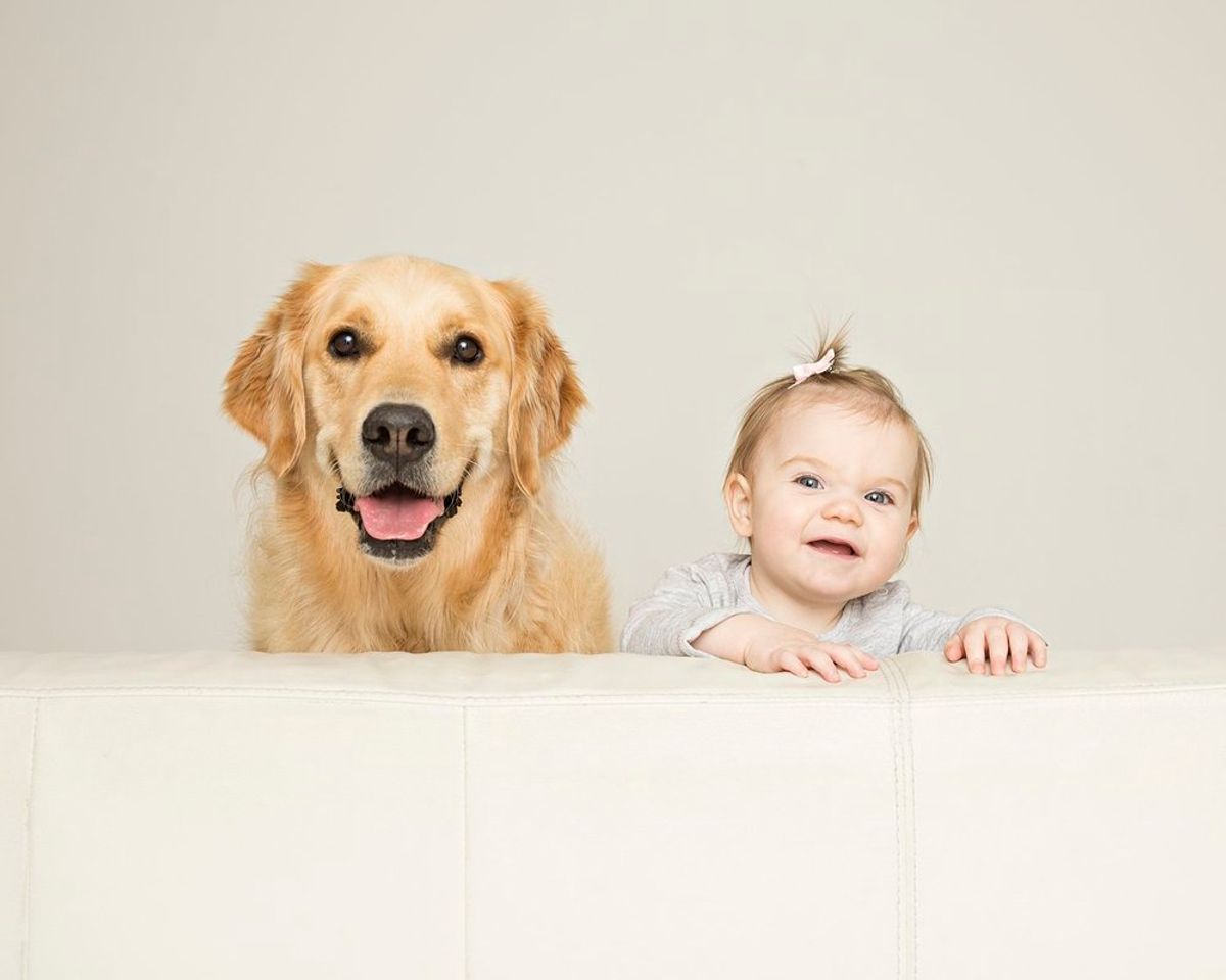 Zanzo Portraits - Pet Photography Shoot Voucher with Master Photographer Dean Mansbridge - Hero image