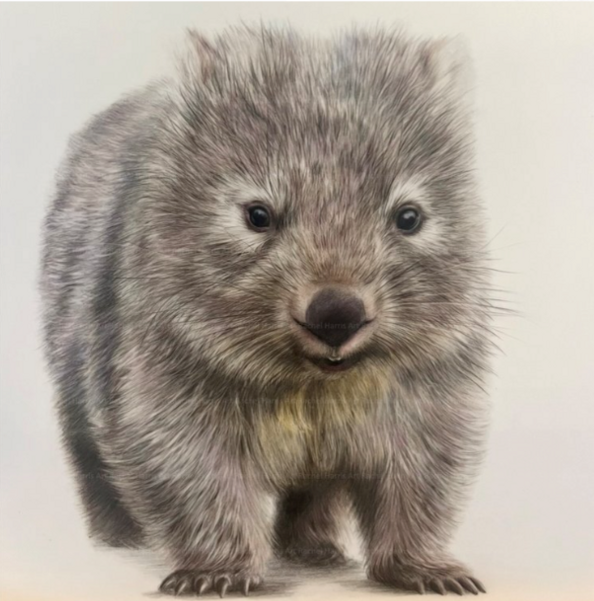 Signed Wombat Art Print by Local Artist Rachel Harris - Hero image