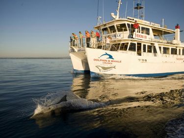 Dolphin Watch - Whale Cruise for 2 - Hero Image