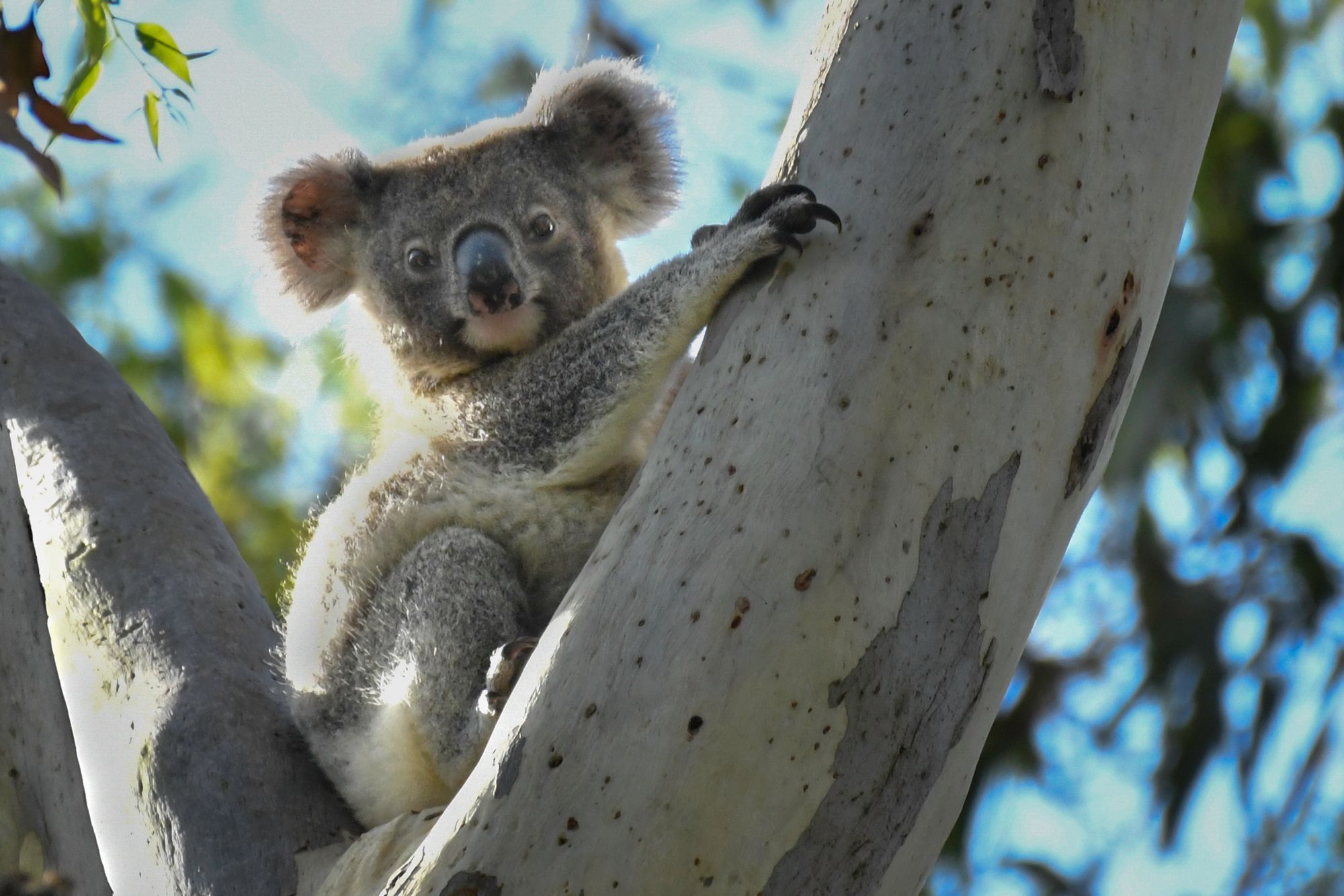 Holiday Raffle to Make 2024 the Year We Save the Koala