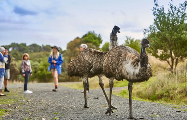 Guided Walk with Wildlife - Wildlife Wonders, Apollo Bay - Hero Image