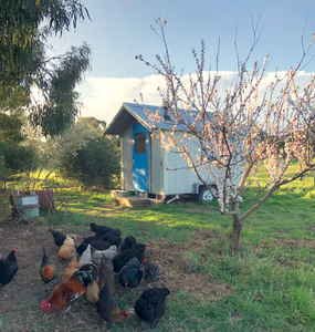 Tiny Home Orchard Stay, Freshwater Creek - Hero Image