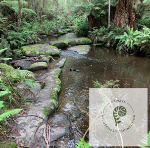 Immersive Nature Experience - Otways Wilderness Connection - Hero Image