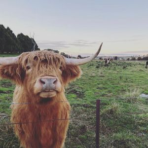 Byng Estate – Private highland cow feeding experience for a family of four - Hero Image