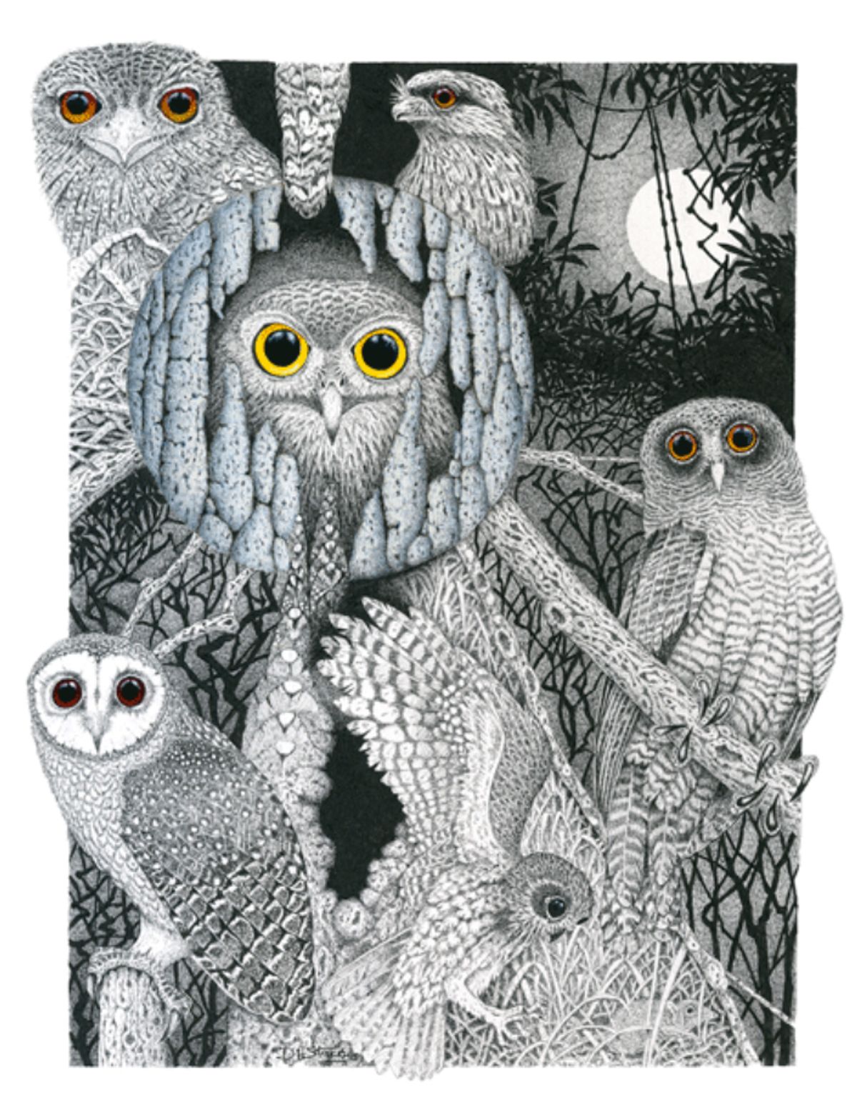 Limited edition art print ‘Owl Study’ by local artist David Stacey - Hero image