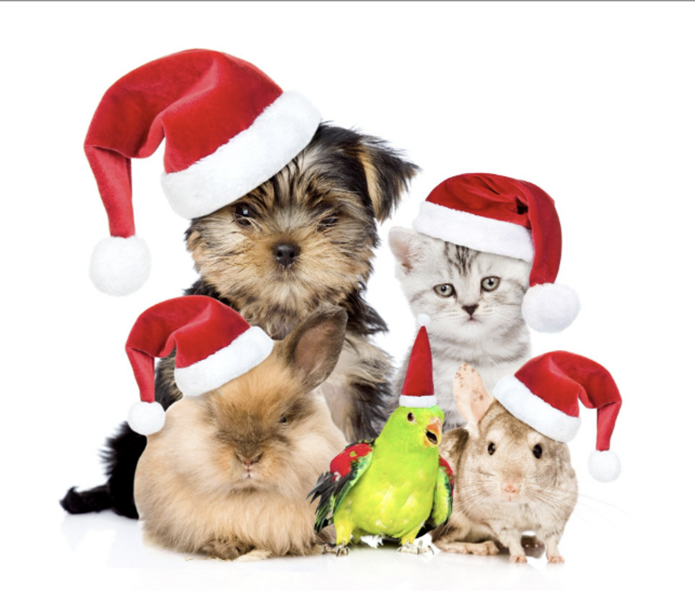 Pet Raffle RaffleTix | Christmas Pocket Pet Raffle