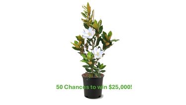 Scratchie Tree RaffleTix | Gladesville Gymnastics 2nd Major Annual Fundraiser - Raffle ...