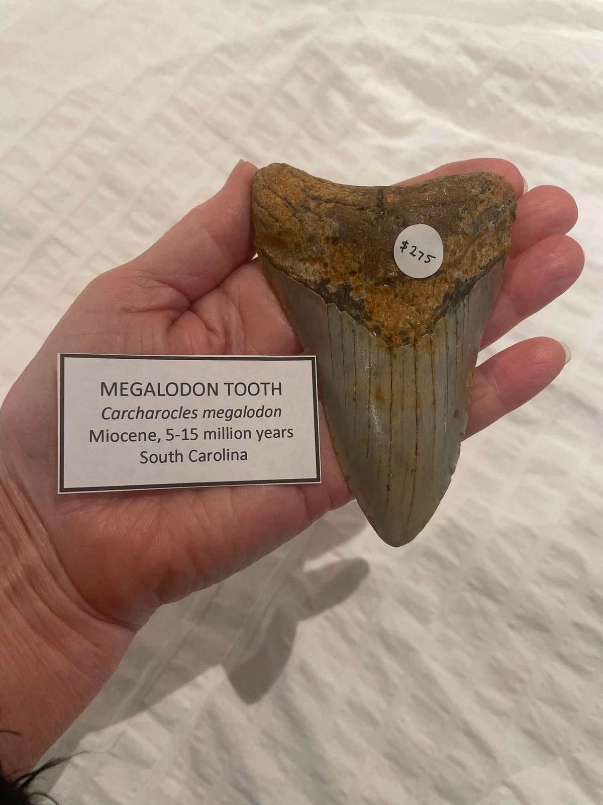 Megalodon Tooth - The RoxBox - Hero image